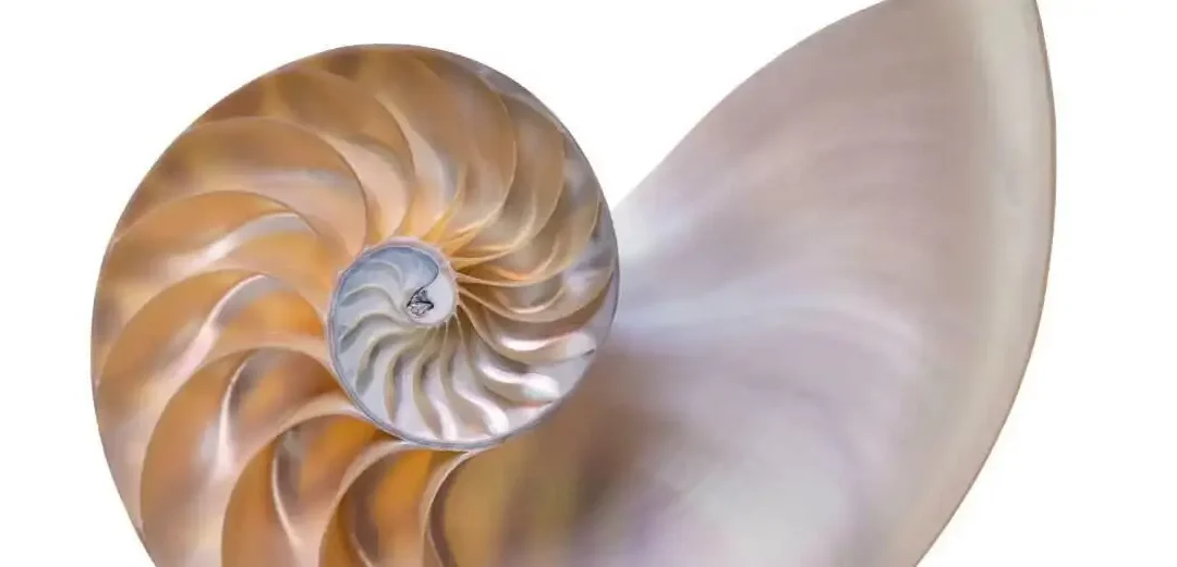 La suite de Fibonacci ou le pouvoir des nombres
