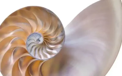 La suite de Fibonacci ou le pouvoir des nombres